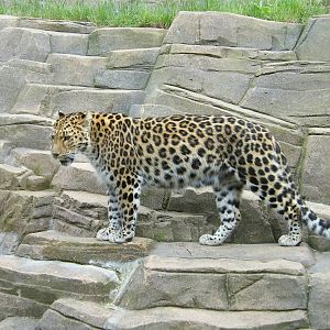 Amur Leopard