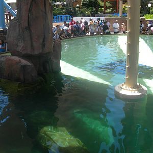 left side of bat ray touch tank i manta rollecrcoaster