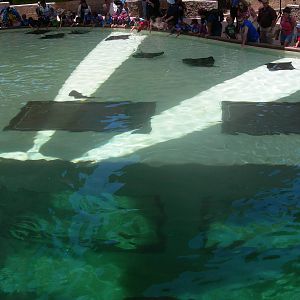 center of bat ray touch tank in manta rollercoaster