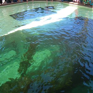 right side of bat ray touch tank in manta rollercoaster