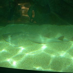 species of fish ? in aquarium