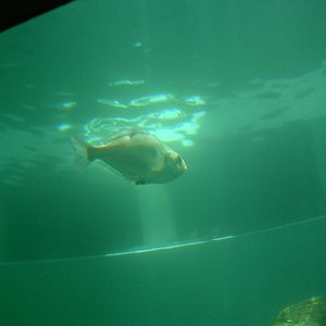 species of fish ? in aquarium