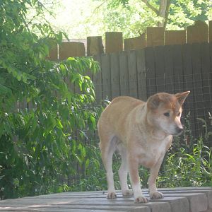Dingo Living Treasures Animal Park Donegal,Pa