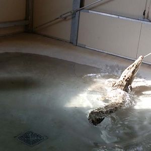 Crocodile and alligator house