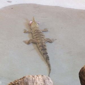 Freshwater Croc