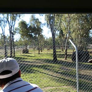 Mained wolves exhibit