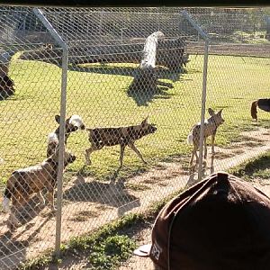African Wild Dogs