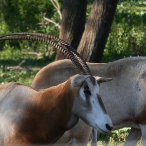 Scimitar Horned Oryx