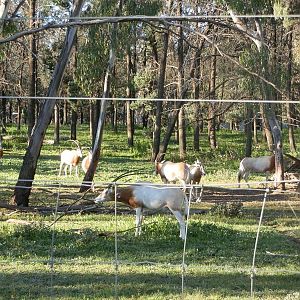 Scimitar Horned Oryx