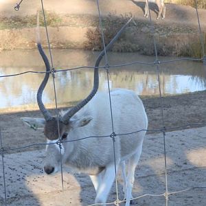 Addax