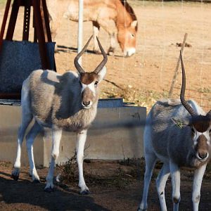 Addax