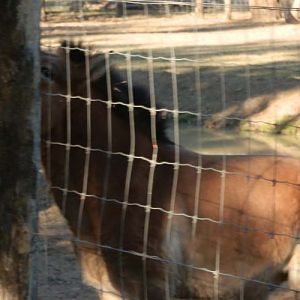 Mongolian Wild Horse