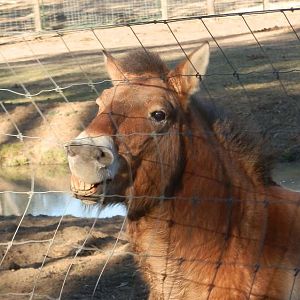 Mongolian Wild Horse
