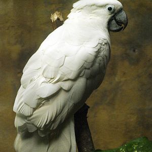 White Cockatoo (Cacatua alba)