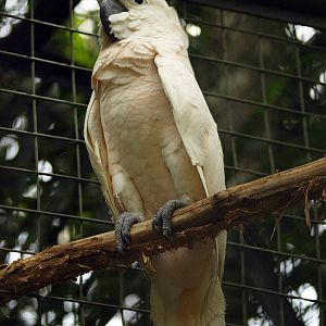 Salmon Crested Cockatoo (C.moluccensis)