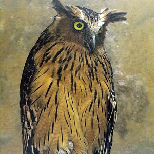 Buffy Fish owl