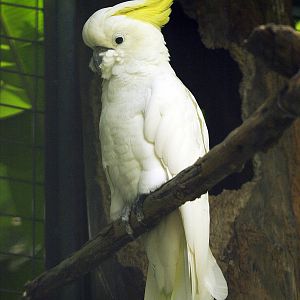 Greater Sulphur-crested Cockatoo (C.g.eleanora)