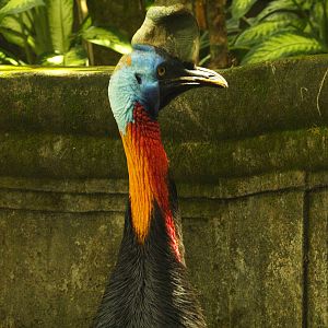 Northern cassowary