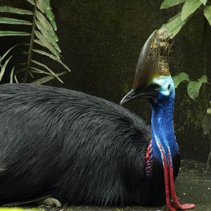Southern cassowary