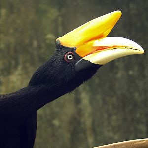 Rhinoceros hornbill