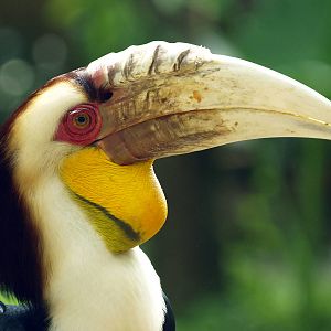 Male Wreathed hornbill