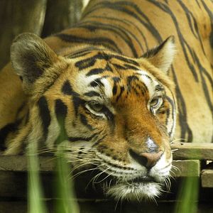 'Indian' tiger