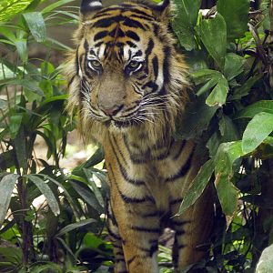 Sumatran tiger