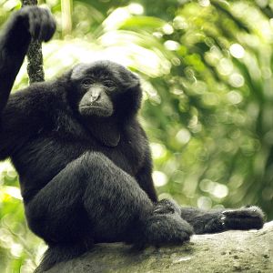 Siamang