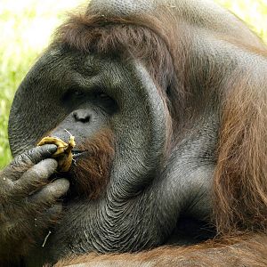 Bornean Orangutan