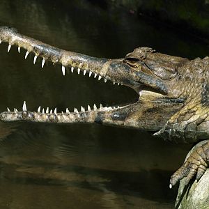 False gharial
