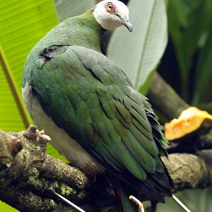 White-bellied Imperial pigeon