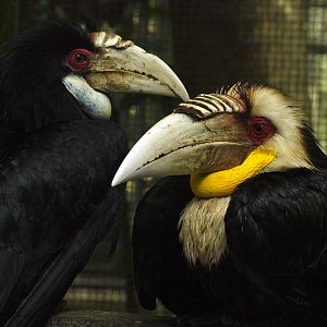 Pair of Wreathed hornbills.
