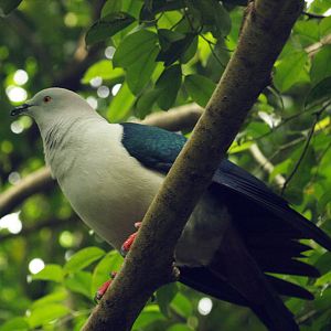Elegant Imperial pigeon