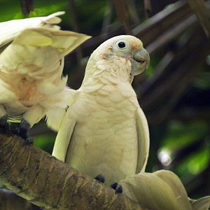 Goffin's cockatoo
