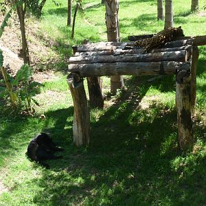 jaguars zoologico del altiplano tlaxcala