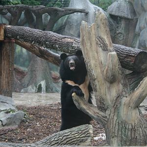 Ursus (Selenarctos) thibetanus ussuricus in the new enclosure 2