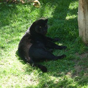 jaguar zoologico del altiplano tlaxcala