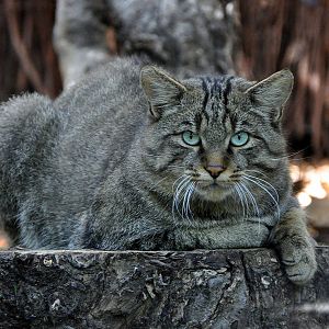 Felis silvestris silvestris in Kiev Zoo 1