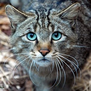 Felis silvestris silvestris in Kiev Zoo 2