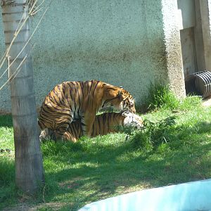 bengal tigers zoologico del altiplano tlaxcala