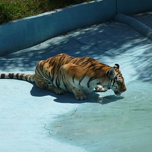 bengal tiger zoologico del altiplano tlaxcala