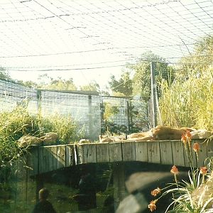 African Lion Enclosure, Perth Zoo - June 1987