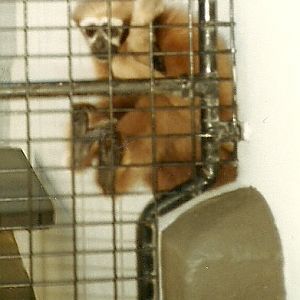 Female Hoolock Gibbon, Perth Zoo - June 1987