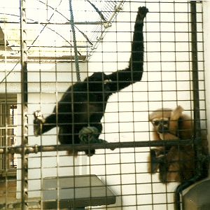Hoolock Gibbon Pair, Perth Zoo - June 1987
