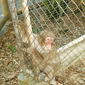 Japanese Macaque, Perth Zoo - June 1987