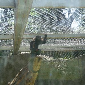 mexican black howler monkey zoologico del altiplano tlaxcala