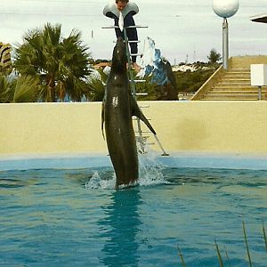 Leopard Seal - Atlantis Marine Park, Western Australia