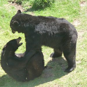american black bears zoologico del altiplano tlaxcala
