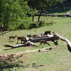 white tail deer and mouflon zoologico del altiplano tlaxcala
