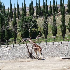 giraffe zoologico del altiplano tlaxcala